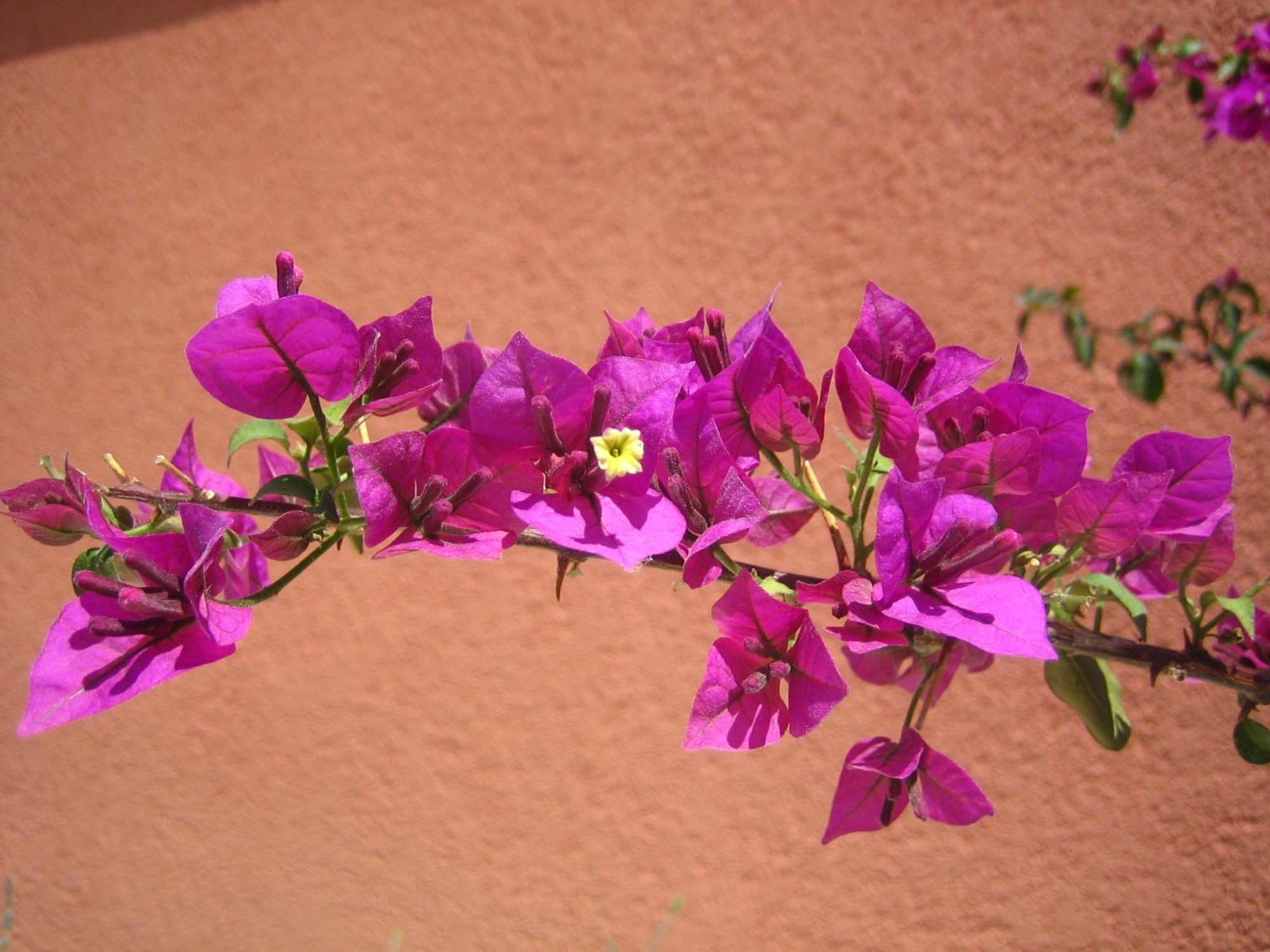 Tonino Apartments Pag Town Kültér fotó